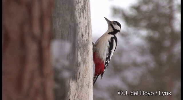Great Spotted Woodpecker (Great Spotted) - ML201379341