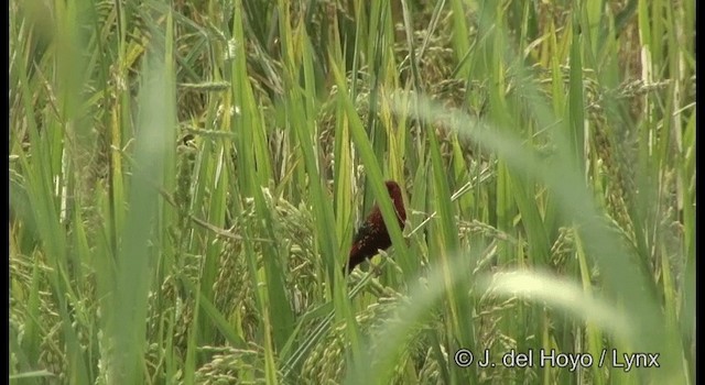 Red Avadavat (Red-bellied) - ML201379591