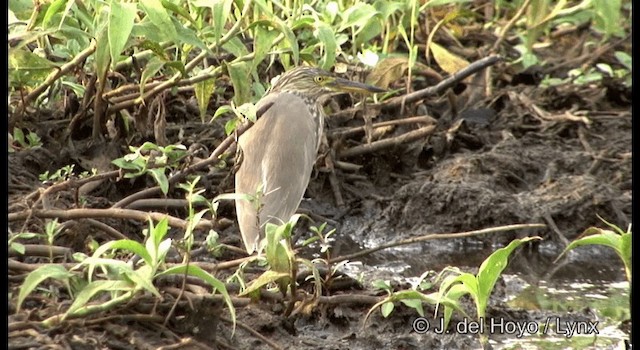 Indian Pond-Heron - ML201379621