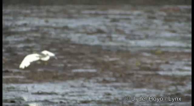 Indian Pond-Heron - ML201379641