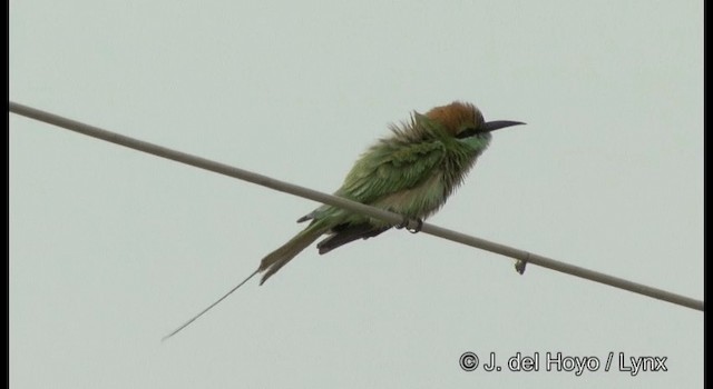Asian Green Bee-eater - ML201379901