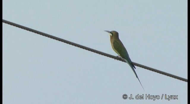Blue-tailed Bee-eater - ML201379911