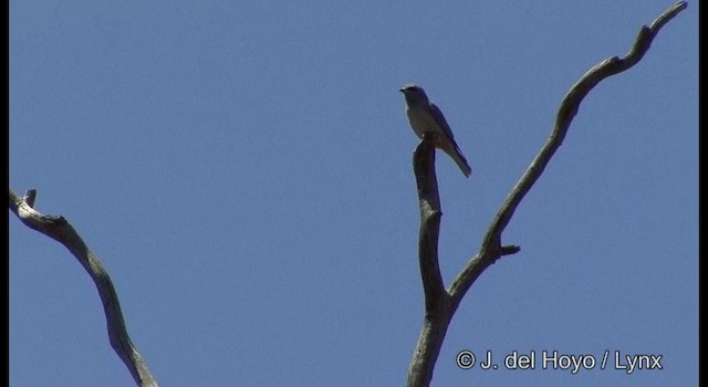 White-browed Woodswallow - ML201380271