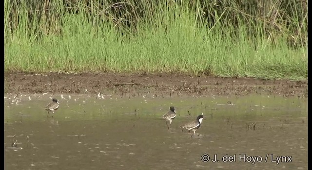 Red-kneed Dotterel - ML201380541