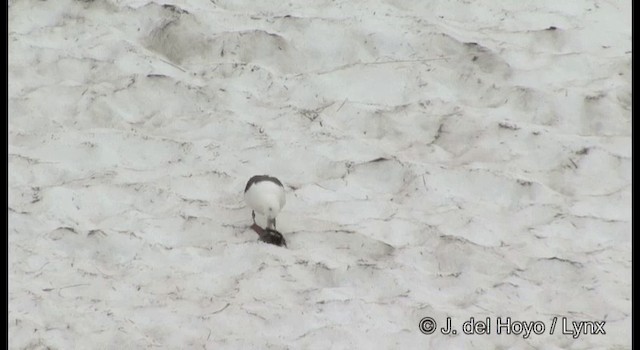Тихоокеанская чайка - ML201380611