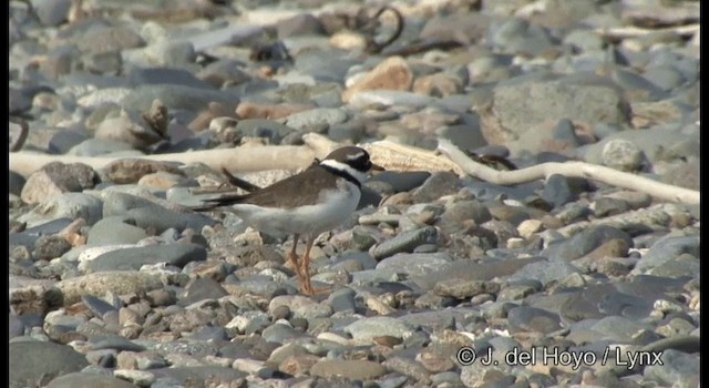 Common Ringed Plover - ML201380721