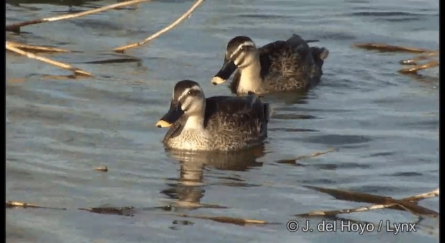 Eastern Spot-billed Duck - ML201381041