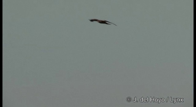 Black Kite (Black-eared) - ML201381201