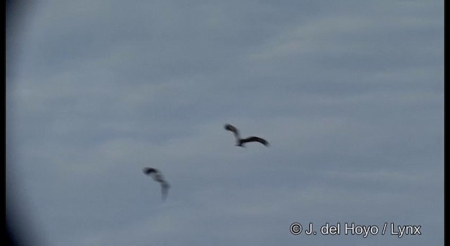 Black Kite (Black-eared) - ML201381211