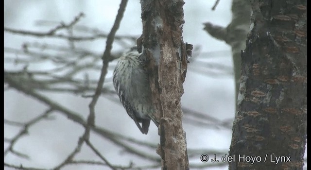 Japanese Pygmy Woodpecker - ML201381561
