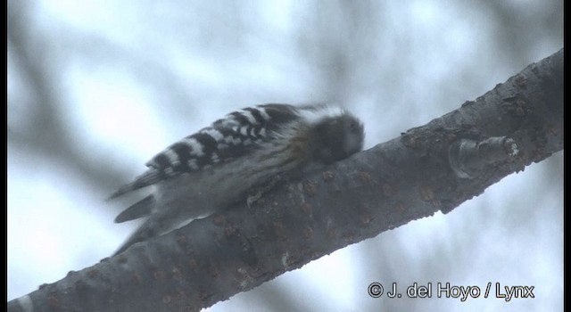 Japanese Pygmy Woodpecker - ML201381571