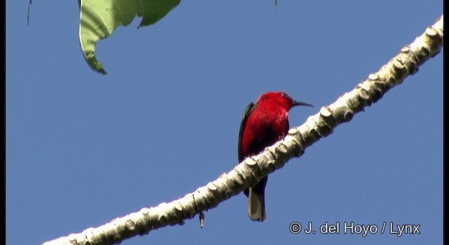 Myzomèle cardinal (groupe cardinalis) - ML201381671