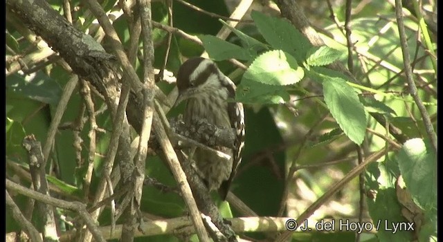 Brown-capped Pygmy Woodpecker - ML201381991