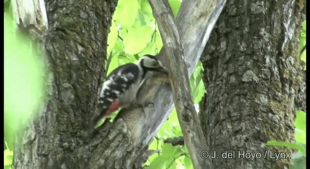 White-backed Woodpecker (White-backed) - ML201382261
