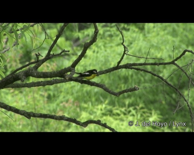 Yellow-rumped Flycatcher - ML201382301