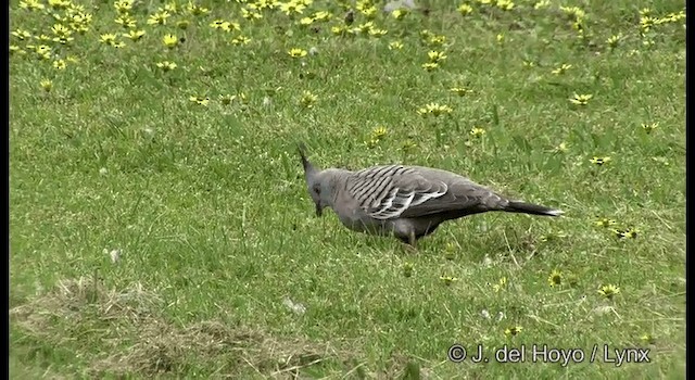 Crested Pigeon - ML201382601