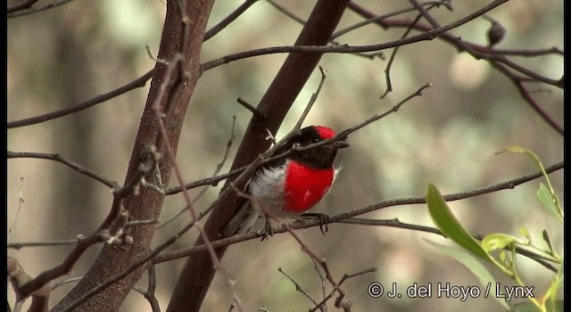 Red-capped Robin - ML201382681