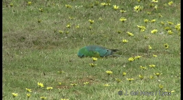 Red-rumped Parrot - ML201382741