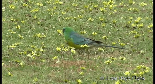 Red-rumped Parrot - ML201382751