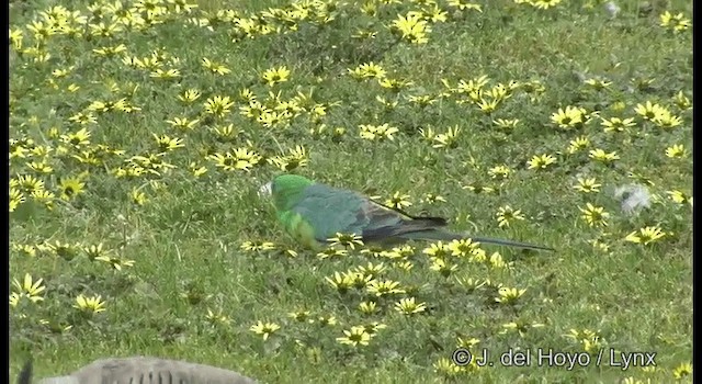 Red-rumped Parrot - ML201382761