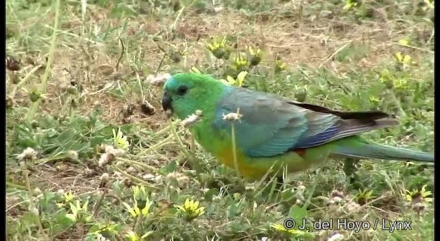 Red-rumped Parrot - ML201382781