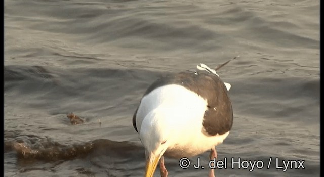 Тихоокеанская чайка - ML201383021