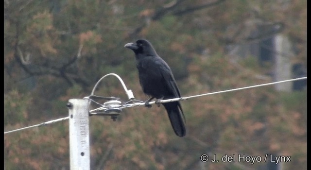 Large-billed Crow (Large-billed) - ML201383111