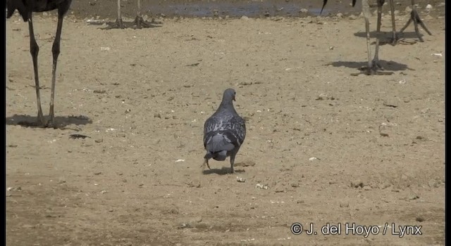 Rock Pigeon (Feral Pigeon) - ML201383371