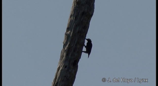 Yellow-tufted Woodpecker - ML201383791