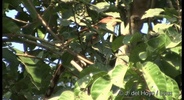 Squirrel Cuckoo (Amazonian) - ML201383981