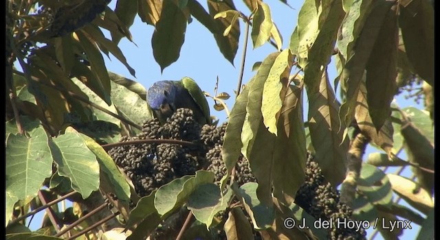 Blue-headed Parrot (Blue-headed) - ML201384001