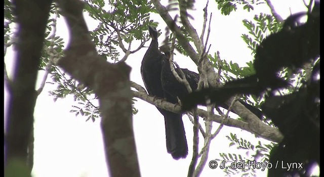 Red-throated Piping-Guan (Gray-crested) - ML201384041