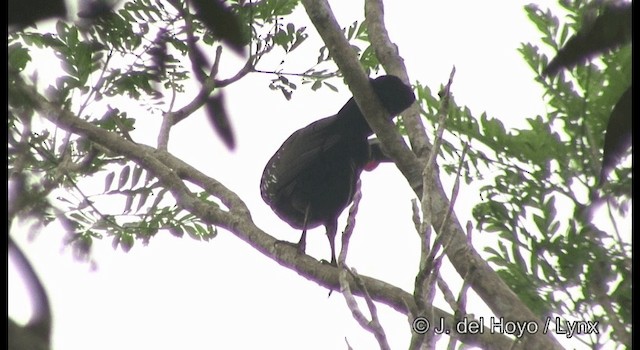 Red-throated Piping-Guan (Gray-crested) - ML201384061