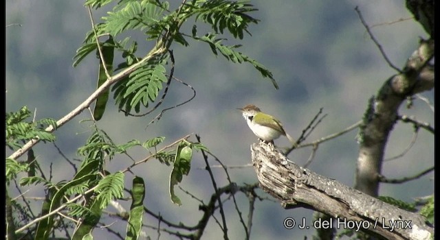 Common Tailorbird - ML201384181