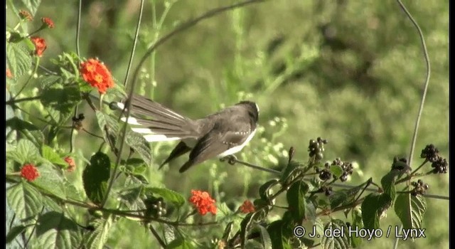 White-browed Fantail - ML201384281