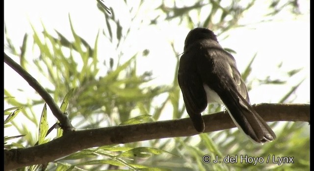 White-browed Fantail - ML201384291