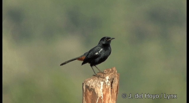 Indian Robin - ML201384311