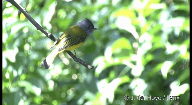 Gray-headed Canary-Flycatcher - ML201384511