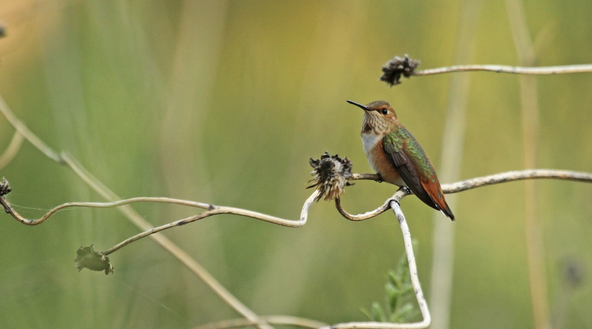 Rufous Hummingbird - ML20138461