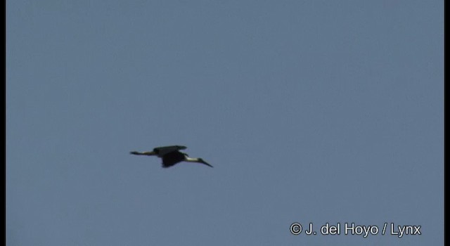 Asian Woolly-necked Stork - ML201384651