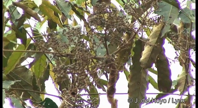 Brown-chested Barbet - ML201384831