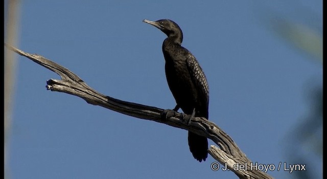 Little Black Cormorant - ML201384841