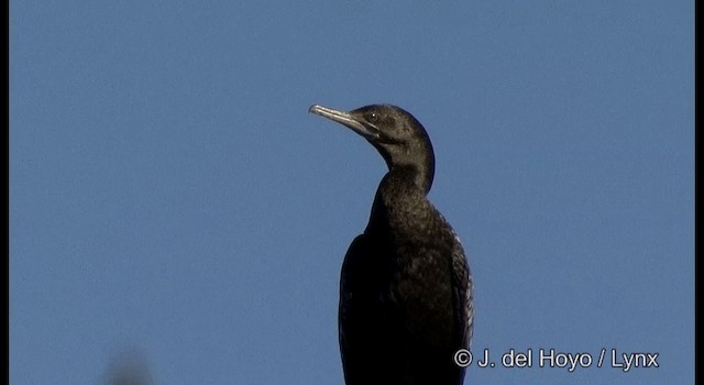 Little Black Cormorant - ML201384851