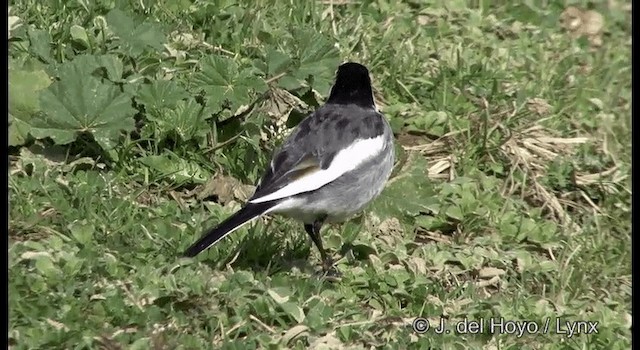 White Wagtail (Black-backed) - ML201385271