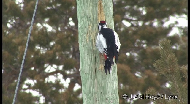 Great Spotted Woodpecker (Great Spotted) - ML201385971