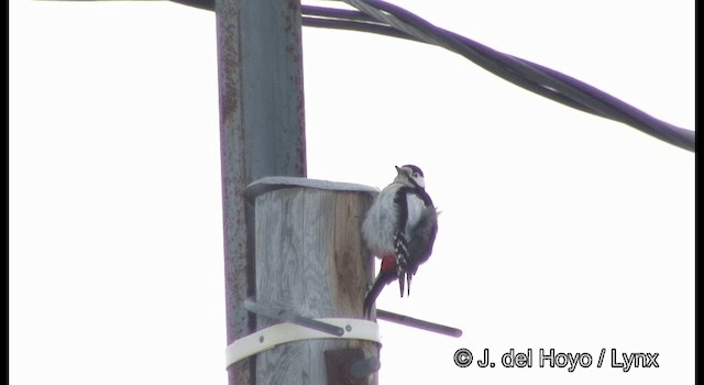 Great Spotted Woodpecker (Great Spotted) - ML201385981
