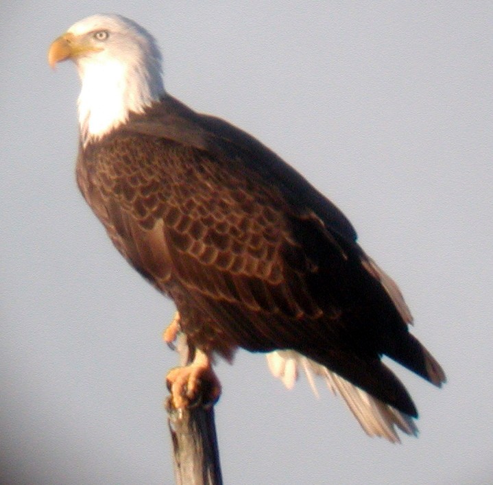 Bald Eagle - ML20138611