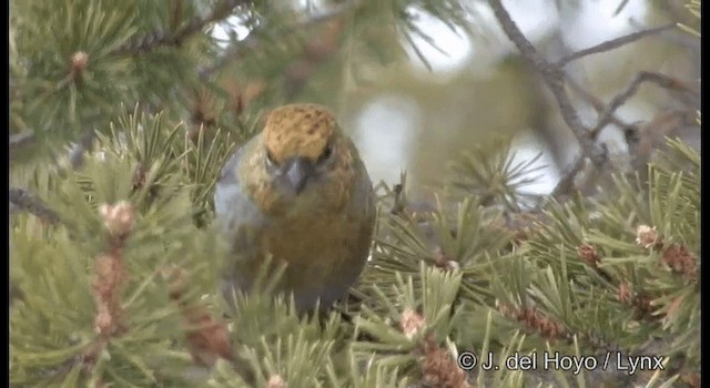 Pine Grosbeak (Eurasian) - ML201386201