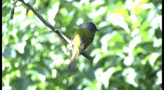 Gray-headed Canary-Flycatcher - ML201386431