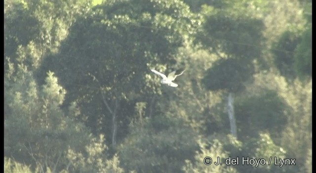 Black-winged Kite (Asian) - ML201386771